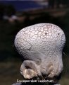 Calvatia utriformis-amf369-3